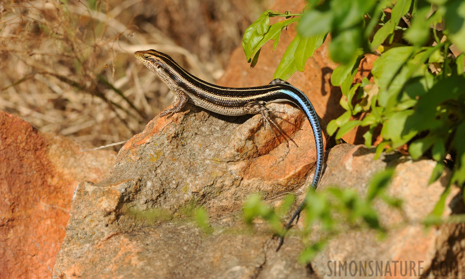 Trachylepis margaritifera [300 mm, 1/3200 Sek. bei f / 9.0, ISO 1600]